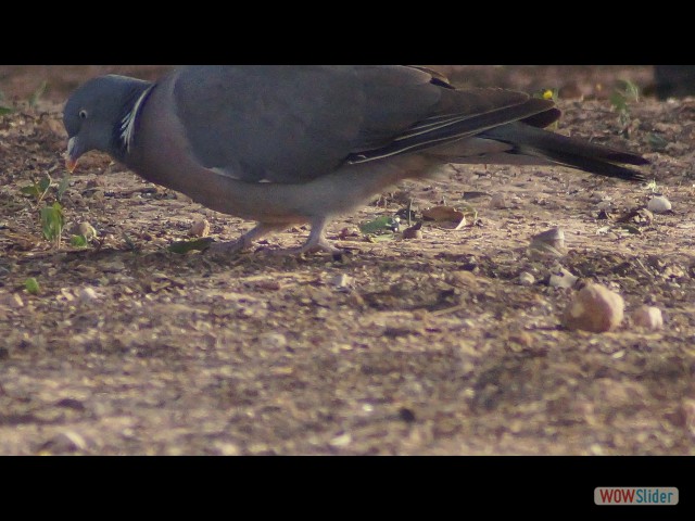 17_Pigeon ramier ou palombe 17_Pigeon ramier ou palombe