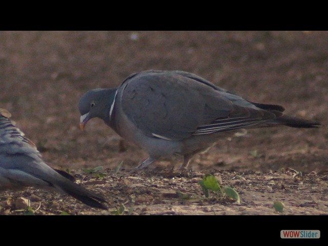 18_Pigeon ramier ou palombe 18_Pigeon ramier ou palombe