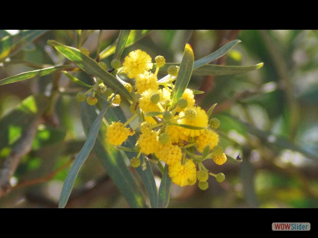9_Mimosa 9_Mimosa