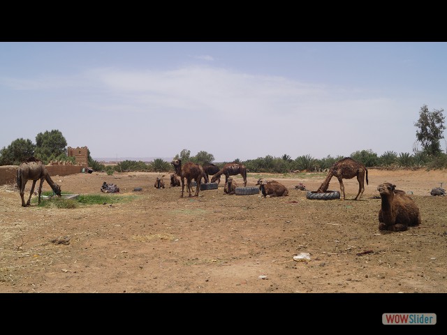 10b_Merzouga 10b_Merzouga