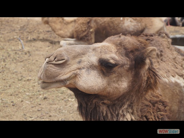 10c_Merzouga 10c_Merzouga