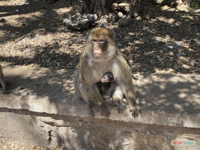 12_Les singes 12_Les singes