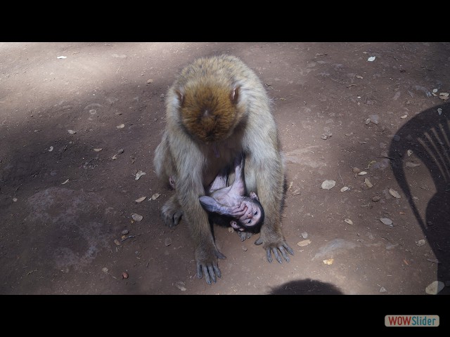 29_Les singes 29_Les singes