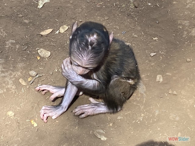 32_Petit singe 32_Petit singe