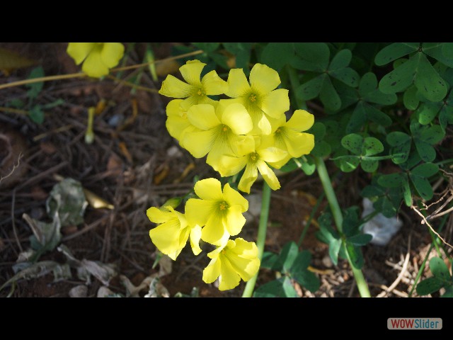 21_Petites fleurs 21_Petites fleurs