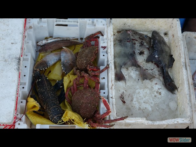 240_Oualidia vendeur de poissons