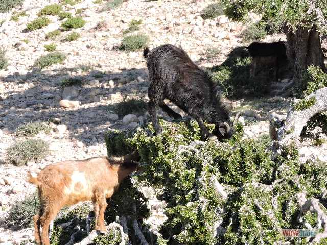459_Chèvres sur l'arganier