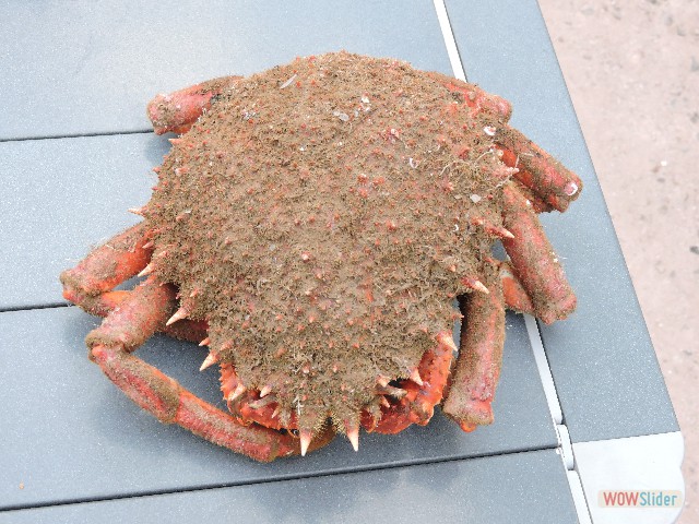 486_Areignée de mer