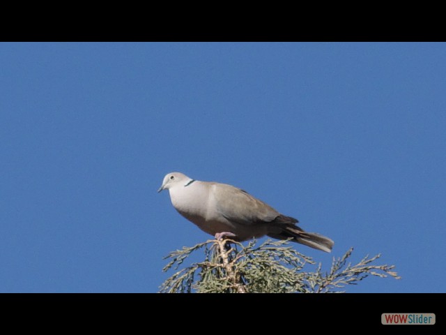 824_Zagora 824_Zagora