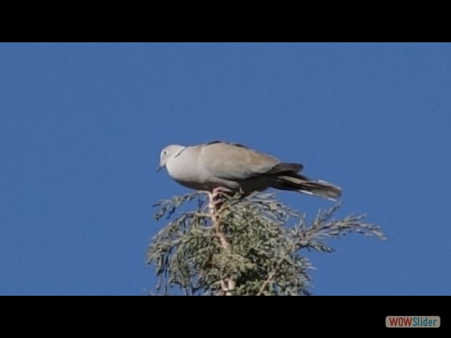 826_Zagora 826_Zagora