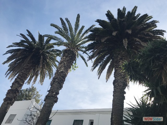 1115_Asilah