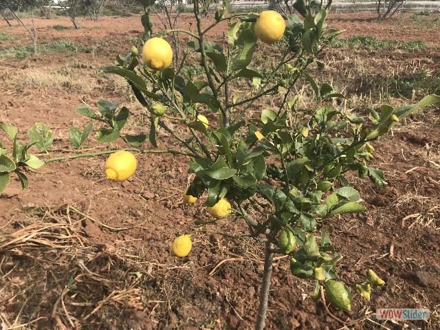 1188_Nijar, petit citronier