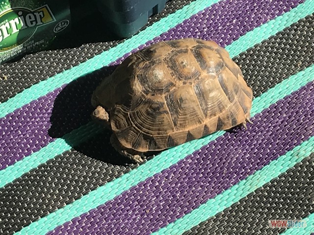 352_Camping Takat, tortue