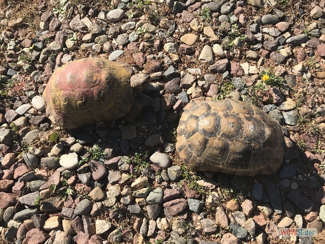 361_Camping Takat, tortues