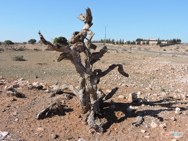 520_Takat,nature morte