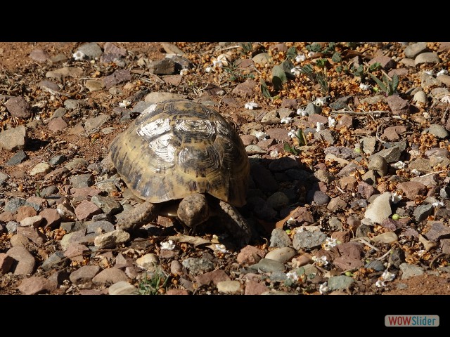 578_Takat, tortue