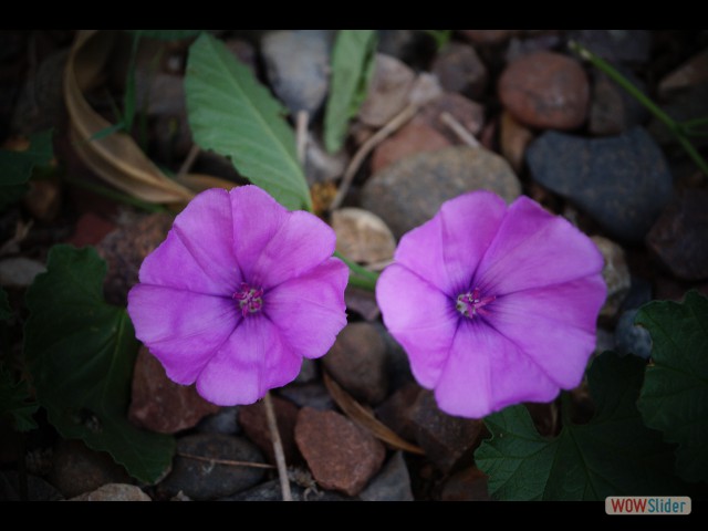 867_Takat, Fleurs