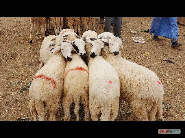 918_Guelmim, le souk