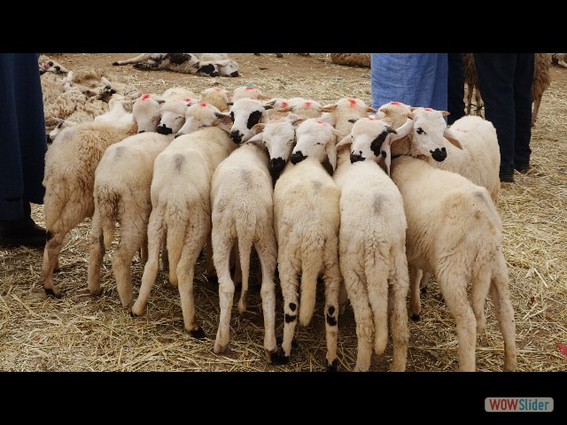 919_Guelmim, le souk