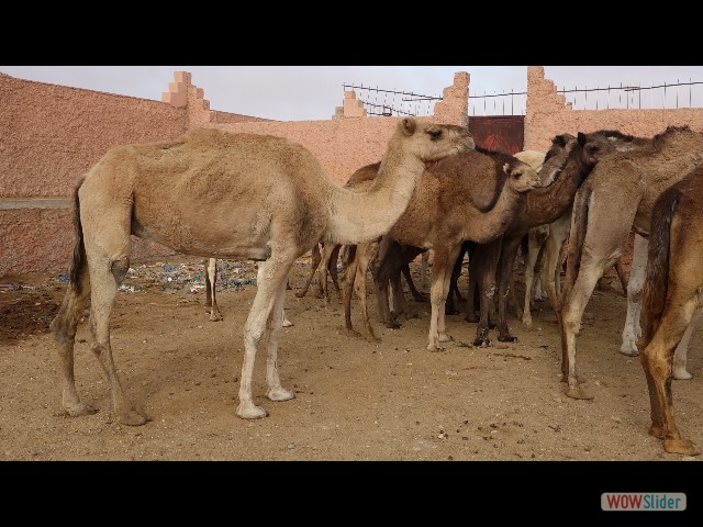 928_Guelmim, le souk
