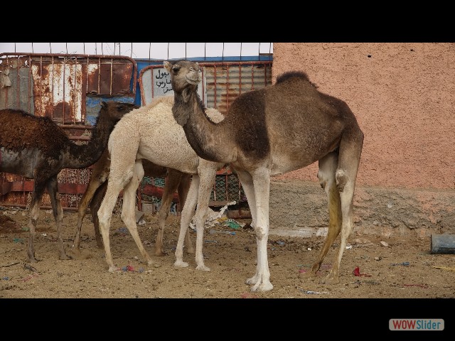 929_Guelmim, le souk
