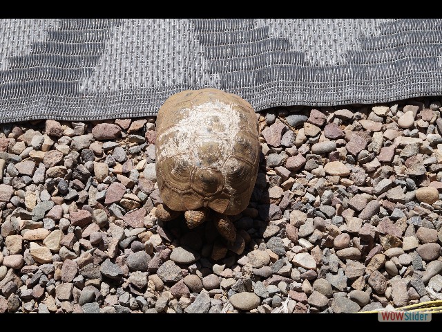 1138_Camping Takat, petite tortue 1138_Camping Takat, petite tortue