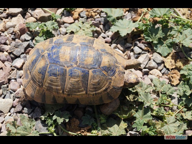 1179_Takat, tortue