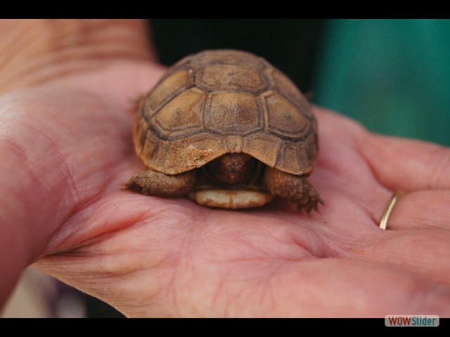 1180a_Takat, bébé tortue