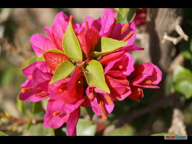 1196_Takat, petites fleurs