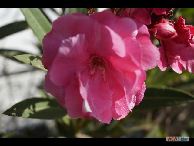 1197_Takat, petites fleurs