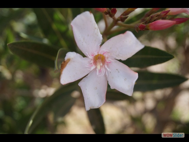 1209_Petites fleurs