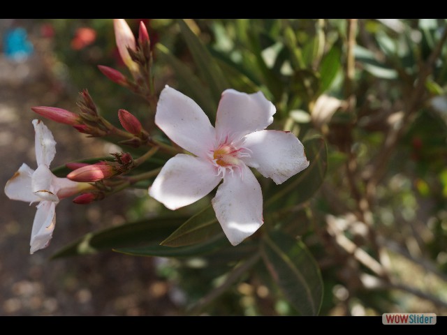 1210_Petites fleurs