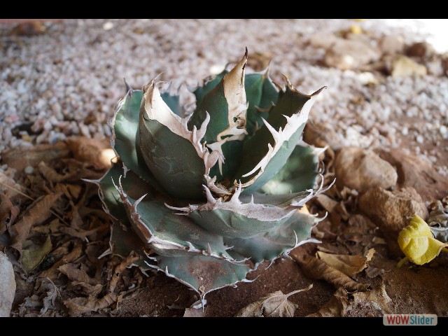 1227_Fleur ou cactus