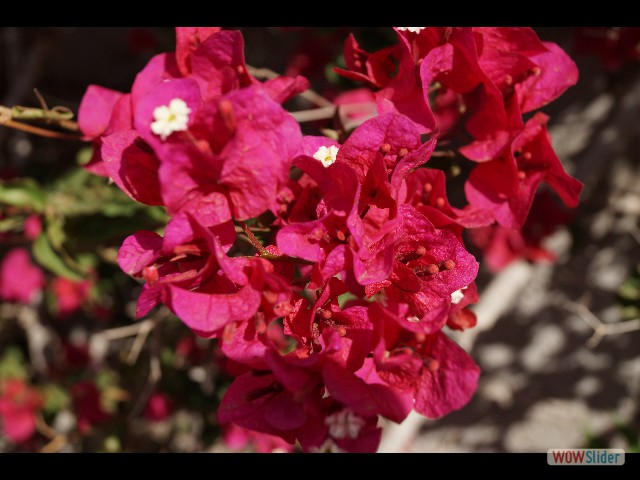 1276_Takat, petites fleurs