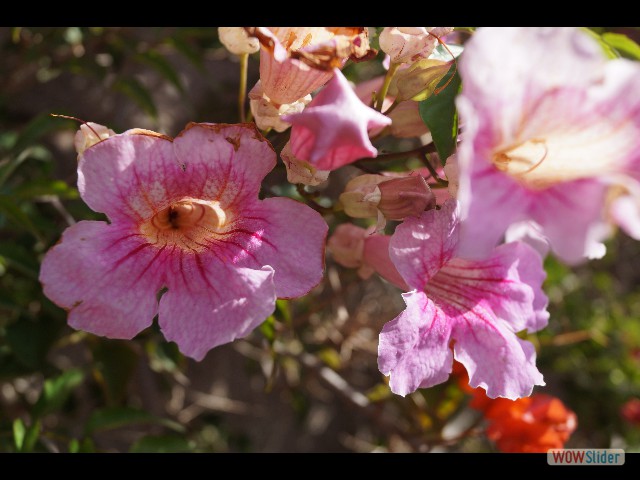 1277_Takat, petites fleurs