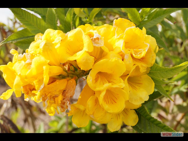 251_Takat, belle fleur