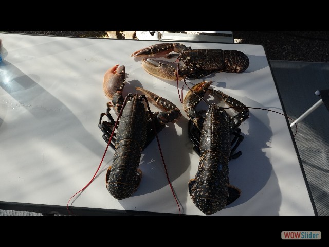 268_Takat, Homards