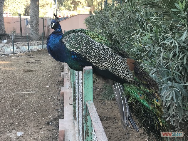 295_Agadir, la vallée des oiseaux