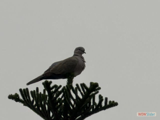 24_Oiseau au sommet