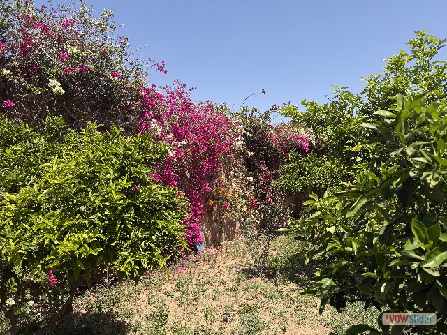 20_La Fibule d'argent