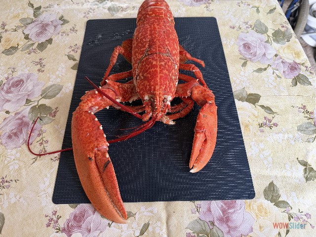 8_Un bel homard