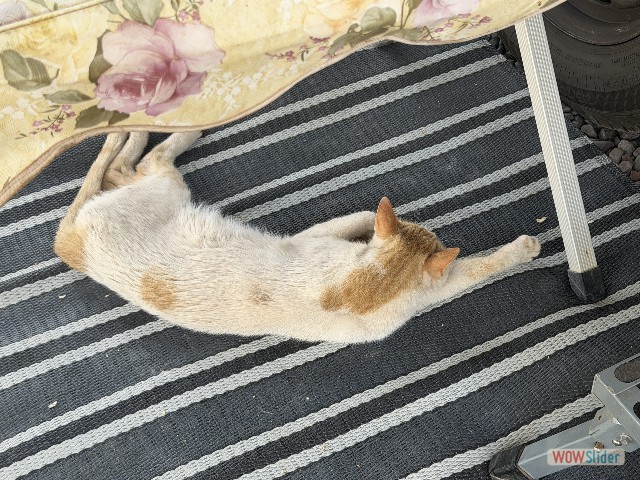 4_Chat se repose