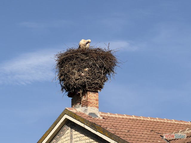23_Nid cigogne