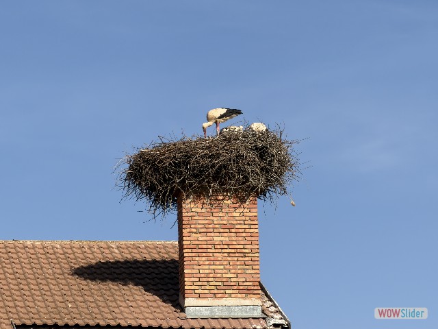 25_Nid cigogne